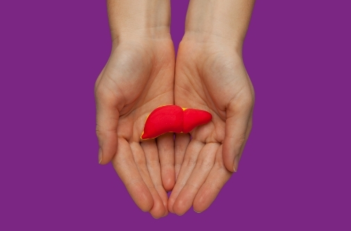 Hands holding model of a liver organ